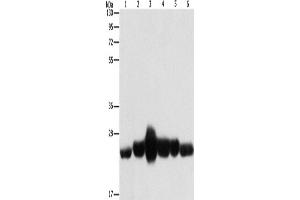 Western Blotting (WB) image for anti-Caveolin 1, Caveolae Protein, 22kDa (CAV1) antibody (ABIN2434259) (Caveolin-1 anticorps)