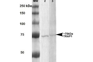 Western Blot analysis of Human, Rat Human A431 and Rat Brain Membrane cell lysates showing detection of ~75 kDa Trap1 protein using Mouse Anti-Trap1 Monoclonal Antibody, Clone 3H4-2H6 . (TRAP1 anticorps  (FITC))