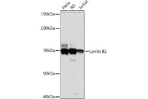 Western blot analysis of extracts of various cell lines, using Lamin B2 Rabbit mAb (ABIN1679310, ABIN3019324, ABIN3019325 and ABIN7101750) at 1:1000 dilution. (Lamin B2 anticorps)
