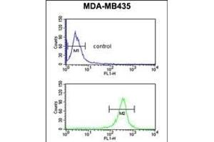 EXTL3 Antibody (N-term) (ABIN652990 and ABIN2842629) flow cytometric analysis of MDA-M cells (bottom histogram) compared to a negative control cell (top histogram). (EXTL3 anticorps  (N-Term))