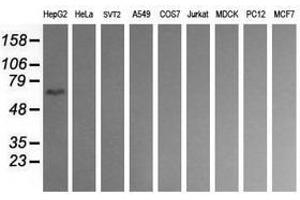 Image no. 2 for anti-CD19 Molecule (CD19) antibody (ABIN1497183) (CD19 anticorps)