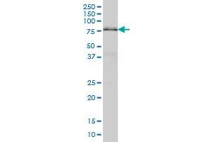 Western Blotting (WB) image for anti-AT Rich Interactive Domain 3A (BRIGHT-Like) (ARID3A) (AA 317-416) antibody (ABIN560650)