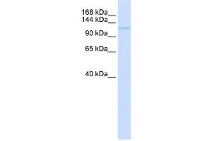 Western Blotting (WB) image for anti-Ubinuclein 1 (UBN1) antibody (ABIN2459132) (Ubinuclein 1 anticorps)