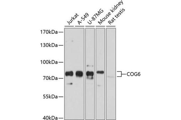 COG6 anticorps  (AA 508-657)