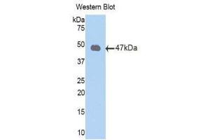 Western Blotting (WB) image for anti-Peroxiredoxin 2 (PRDX2) (AA 6-164) antibody (ABIN1860305) (Peroxiredoxin 2 anticorps  (AA 6-164))