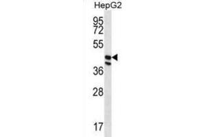 Western Blotting (WB) image for anti-Protein O-Fucosyltransferase 1 (POFUT1) antibody (ABIN2996926) (POFUT1 anticorps)