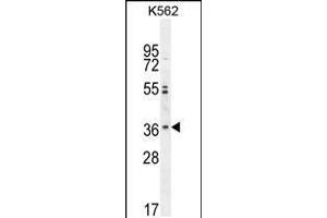 Western blot analysis in K562 cell line lysates (35ug/lane). (OR2M3 anticorps  (C-Term))