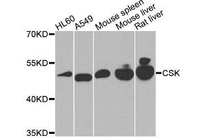 Western blot analysis of extracts of various cells, using CSK antibody. (CSK anticorps)
