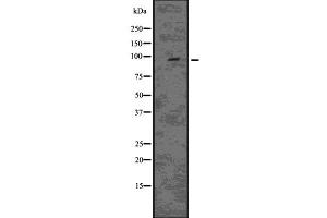 Western blot analysis of EPS15L1 using HeLa whole  lysates. (EPS15L1 anticorps  (C-Term))