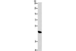 Western Blotting (WB) image for anti-Bombesin-Like Receptor 3 (BRS3) antibody (ABIN2432736) (BRS3 anticorps)