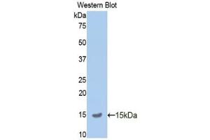 Detection of Recombinant APP, Mouse using Polyclonal Antibody to Amyloid Precursor Protein (APP) (APP anticorps  (AA 672-711))