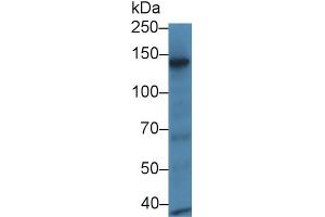 Western Blot; Sample: Mouse Eye lysate; ;Primary Ab: 1µg/ml Rabbit Anti-Rat RBP3 Antibody;Second Ab: 0. (RBP3 anticorps  (AA 1027-1229))