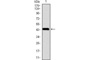 Western Blotting (WB) image for anti-Chromogranin A (CHGA) (AA 87-252) antibody (ABIN1845525) (Chromogranin A anticorps  (AA 87-252))