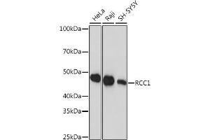 Western blot analysis of extracts of various cell lines, using RCC1 Rabbit mAb (ABIN1512845, ABIN3021028, ABIN3021029 and ABIN7101332) at 1:1000 dilution. (RCC1 anticorps)