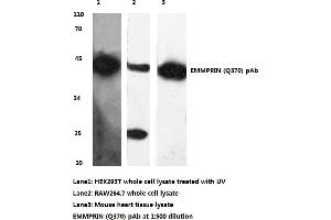 Western blot (WB) analysis of BSG/EMMPRIN antibody (CD147 anticorps)