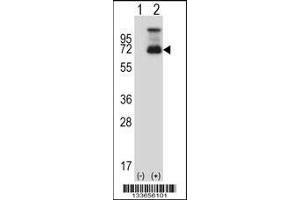 Western blot analysis of HSF1 using rabbit polyclonal HSF1 Antibody using 293 cell lysates (2 ug/lane) either nontransfected (Lane 1) or transiently transfected (Lane 2) with the HSF1 gene. (HSF1 anticorps  (N-Term))