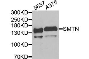 Western blot analysis of extracts of various cell lines, using SMTN antibody (ABIN5975265) at 1/1000 dilution. (Smoothelin anticorps)