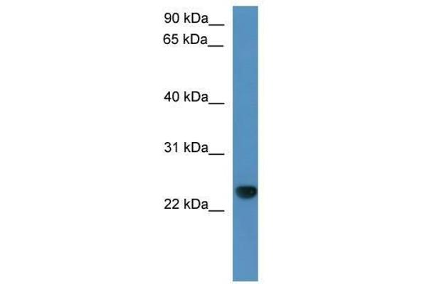 CAPSL anticorps  (C-Term)