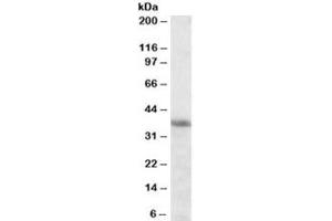 Western blot testing of K562 cell lysate with HMOX2 antibody at 0. (HMOX2 anticorps)