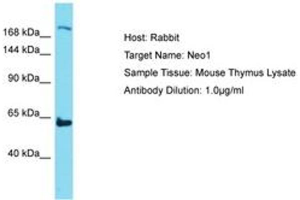 NEO1 anticorps  (AA 21-70)