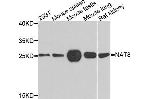 Western blot analysis of extracts of various cell lines, using NAT8 antibody. (NAT8 anticorps)