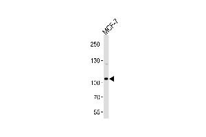 Western blot analysis of lysate from MCF-7 cell line, using SULF2 Antibody at 1:1000 at each lane. (SULF2 anticorps  (C-Term))