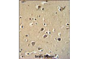 PCDHGC3 Antibody immunohistochemistry analysis in formalin fixed and paraffin embedded human brain tissue followed by peroxidase conjugation of the secondary antibody and DAB staining. (Protocadherin gamma Subfamily C, 3 (PCDHGC3) (AA 511-539) anticorps)