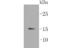 Lane 1: BT-20 cell lysates, probed with HDAC2 (3B7) Monoclonal Antibody  at 1:1000 overnight at 4˚C. (Histone H3.3 anticorps)