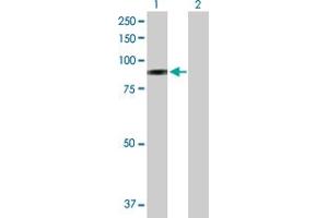 Western Blot analysis of SELP expression in transfected 293T cell line by SELP MaxPab polyclonal antibody. (P-Selectin anticorps  (AA 1-829))
