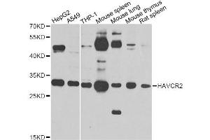 Western blot analysis of extracts of various cell lines, using HAVCR2 antibody. (TIM3 anticorps)