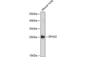Western blot analysis of extracts of mouse lung, using EFHD2 antibody (ABIN7266903) at 1:1000 dilution. (EFHD2 anticorps  (AA 1-78))