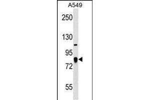 FGD3 Antibody (C-term) (ABIN1537479 and ABIN2838205) western blot analysis in A549 cell line lysates (35 μg/lane). (FGD3 anticorps  (C-Term))
