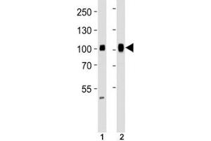 Western blot analysis of lysate from (1) HeLa and (2) Ramos cell line using SP1 antibody at 1:1000. (SP1 anticorps)