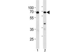 XRCC6 antibody western blot analysis in 1) 293 and 2) A549 lysate (XRCC6 anticorps  (AA 228-254))
