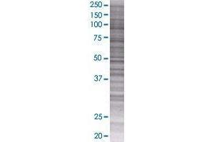 PLEKHB2 transfected lysate. (PLEKHB2 293T Cell Transient Overexpression Lysate(Denatured))