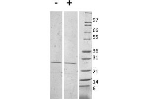 SDS-PAGE of Mouse Interleukin-27 (p28) Recombinant Protein (Animal Free) SDS-PAGE of Mouse Interleukin-27 (p28) Animal Free Recombinant Protein. (IL-27 Protéine)