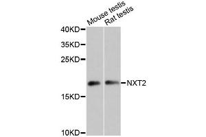 Western blot analysis of extracts of various cell lines, using NXT2 antibody (ABIN6294013) at 1:3000 dilution. (NXT2 anticorps)