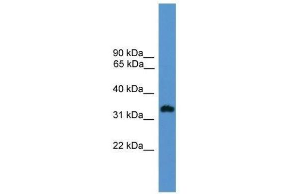 OR1L8 anticorps  (C-Term)