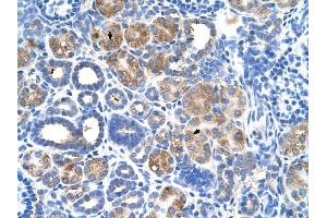 C5ORF4 antibody was used for immunohistochemistry at a concentration of 4-8 ug/ml to stain Epithelial cells of renal tubule (arrows) in Human Kidney. (C5ORF4 anticorps  (N-Term))