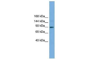 TTC27 antibody used at 0. (TTC27 anticorps  (N-Term))