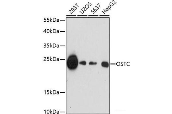 OSTC anticorps