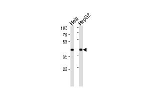 Western blot analysis in Hela,HepG2 cell line lysates (35ug/lane). (LRPAP1 anticorps  (C-Term))