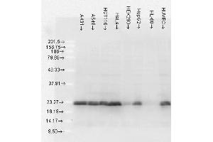 Western Blot analysis of Human Cell lysates showing detection of Hsp27 protein using Mouse Anti-Hsp27 Monoclonal Antibody, Clone 5D12-A3 . (HSP27 anticorps  (APC))