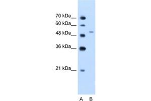 Western Blotting (WB) image for anti-Nicotinamide phosphoribosyltransferase (NAMPT) antibody (ABIN2462557) (NAMPT anticorps)