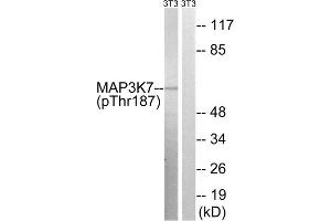 Western blot analysis of extracts from 3T3 cells, treated with heat shock, using MAP3K7 (Phospho-Thr187) antibody. (MAP3K7 anticorps  (pThr187))