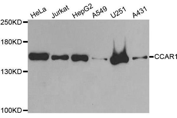 CCAR1 anticorps  (AA 1-200)