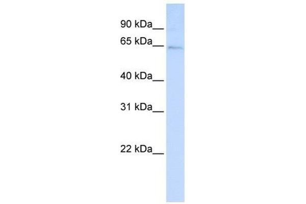 LRFN3 anticorps  (C-Term)