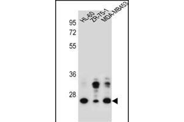 GFRA4 anticorps  (AA 156-184)