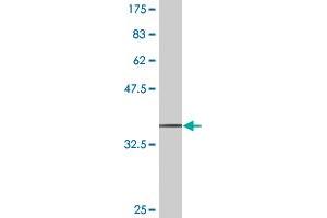 Western Blotting (WB) image for anti-SCY1-Like 1 (SCYL1) (AA 373-472) antibody (ABIN528172)