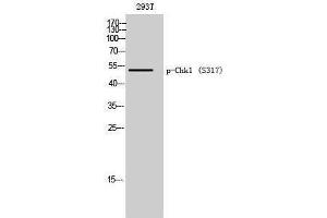 Western Blotting (WB) image for anti-Checkpoint Kinase 1 (CHEK1) (pSer317) antibody (ABIN3181961) (CHEK1 anticorps  (pSer317))